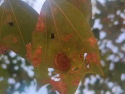 蜗牛手机（一款革新性智能手机引发市场热议）