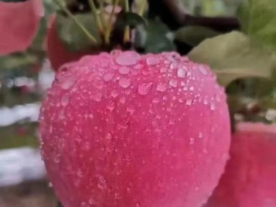 白苹果的独特之处（探索白苹果的外观、口感和营养）