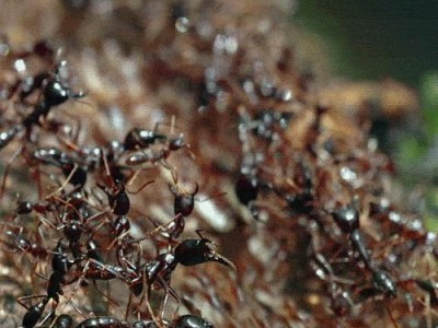 探讨允许破坏性生物行为指令的伦理与影响（解读破坏性生物行为指令的利弊与挑战）