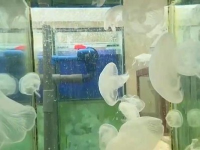 探索透明水母的神秘世界（透视水母之美与奥秘）
