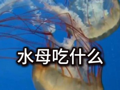探索透明水母的神秘世界（透明水母的独特特征和生态环境）